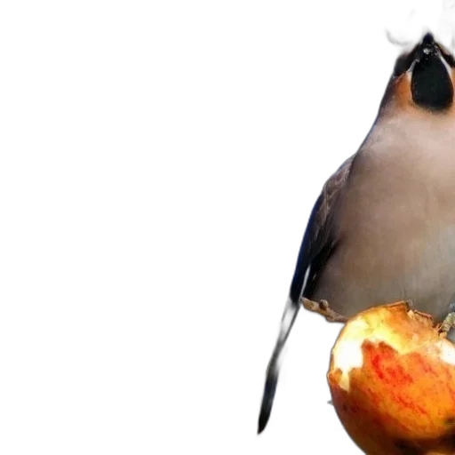 food, animal, staff, weapon transparent PNG cut-out