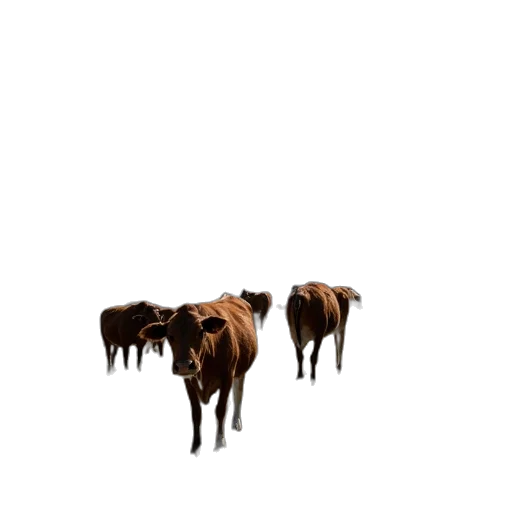 animal, creature, hair, crown transparent PNG cut-out