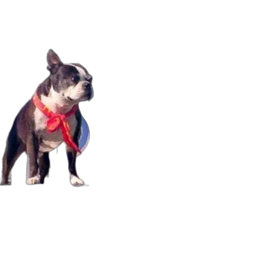 animal, staff, jacket, creature transparent PNG cut-out