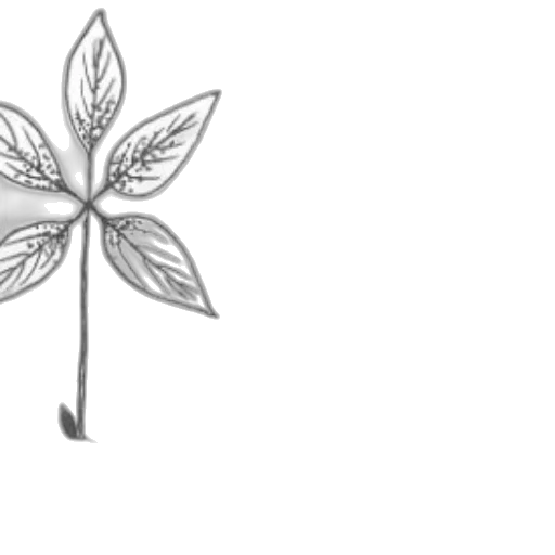 flower, crown, staff, jewelry transparent PNG cut-out
