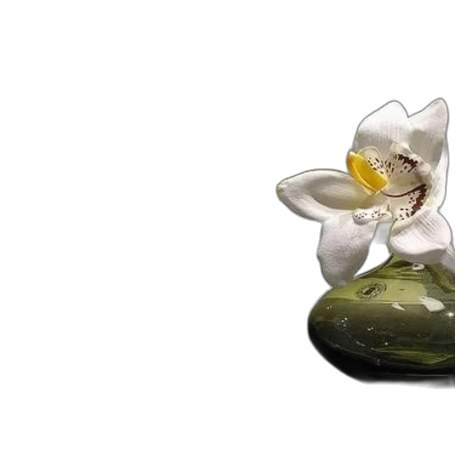 flower, jewelry, crown, 3d render transparent PNG cut-out