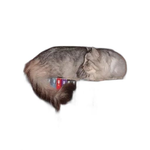 hair, hat, creature, animal transparent PNG cut-out