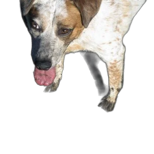 animal, creature, staff, face transparent PNG cut-out