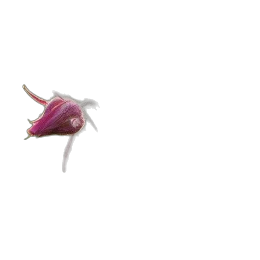 flower, crown, dragon, hair transparent PNG cut-out