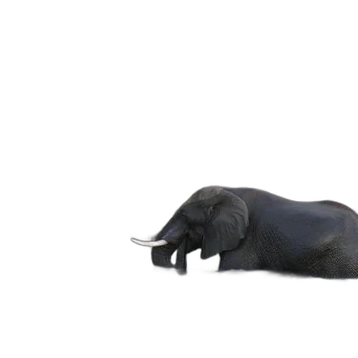 animal, creature, staff, shoes transparent PNG cut-out