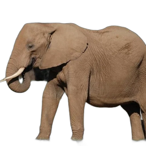 animal, creature, weapon, staff transparent PNG cut-out