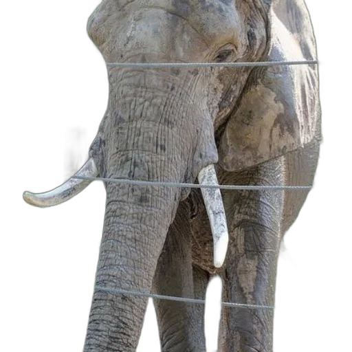 animal, staff, weapon, creature transparent PNG cut-out