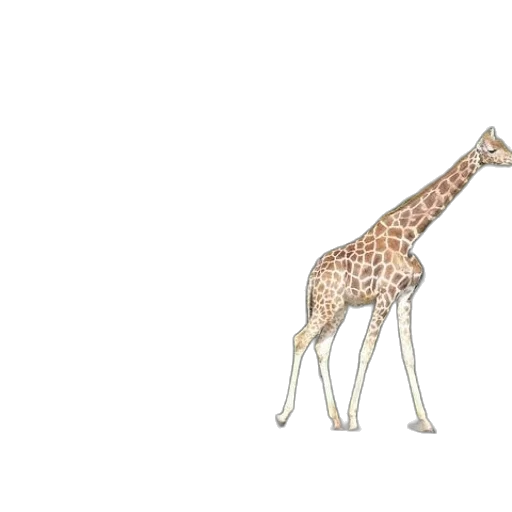 animal, creature, umbrella, weapon transparent PNG cut-out