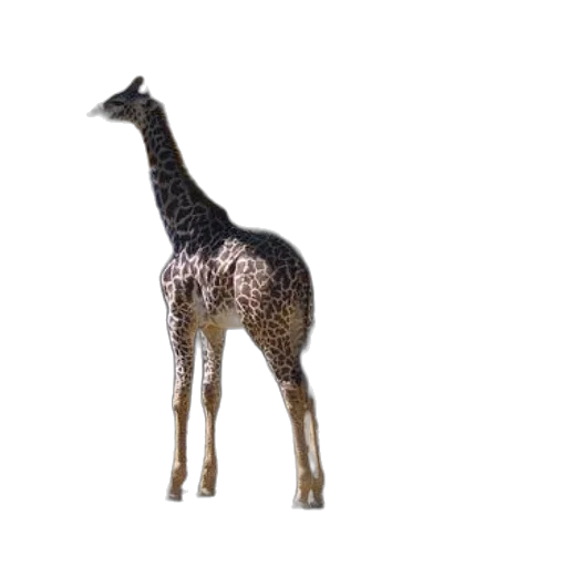 animal, creature, staff, weapon transparent PNG cut-out