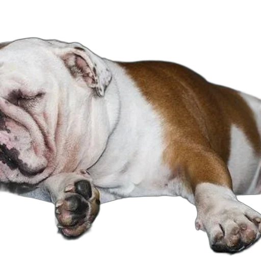 animal, creature, staff, face transparent PNG cut-out