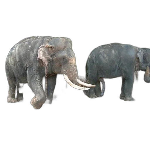 animal, 3d render, concept art, photorealistic transparent PNG cut-out