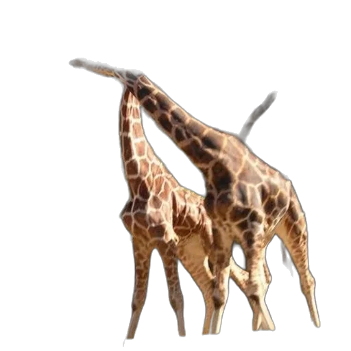 animal, creature, staff, umbrella transparent PNG cut-out