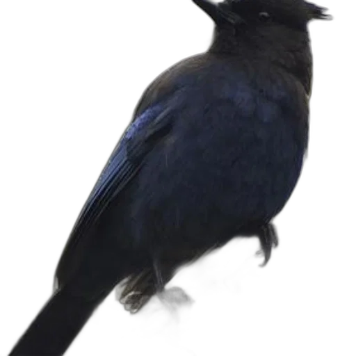 animal, staff, creature, crown transparent PNG cut-out