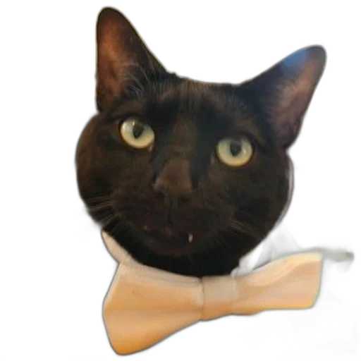 staff, animal, mask, hat transparent PNG cut-out