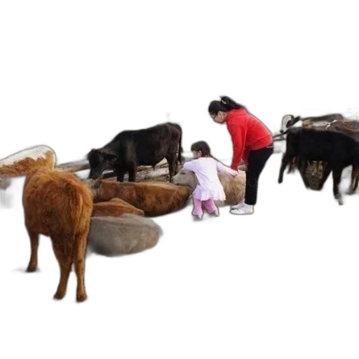 animal, furniture, food, woman transparent PNG cut-out