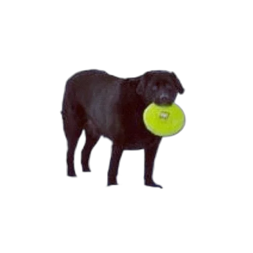 animal, food, creature, staff transparent PNG cut-out