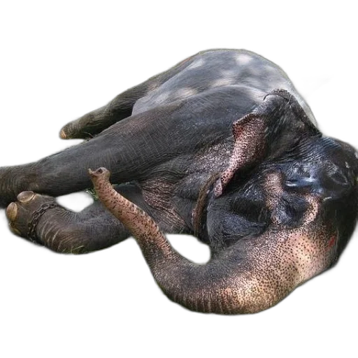 animal, creature, dragon, staff transparent PNG cut-out