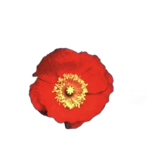 flower, crown, jewelry, dress transparent PNG cut-out