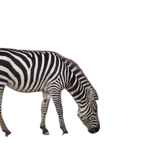 animal, creature, hat, furniture transparent PNG cut-out