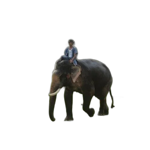 animal, creature, staff, hat transparent PNG cut-out