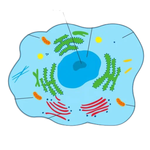crown, food, jacket, concept art transparent PNG cut-out