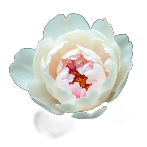 flower, jewelry, crown, 3d render transparent PNG cut-out