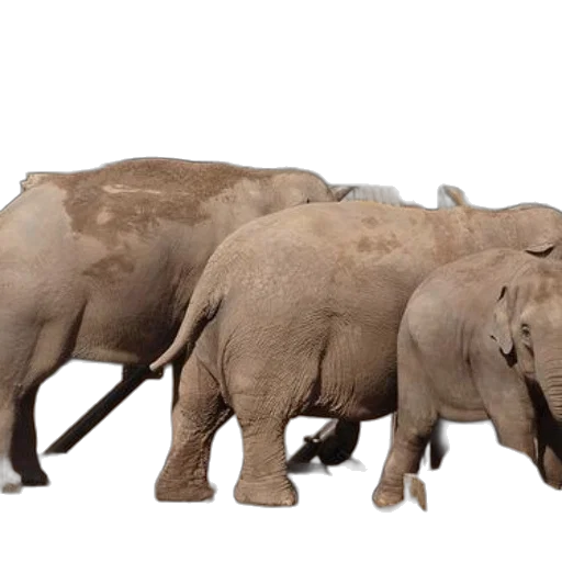 animal, weapon, creature, 3d render transparent PNG cut-out