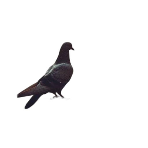 animal, creature, staff, shoes transparent PNG cut-out