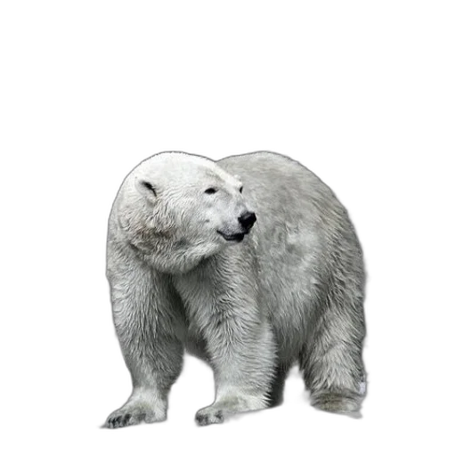 animal, creature, face, staff transparent PNG cut-out
