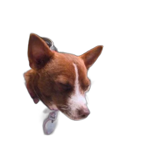 animal, staff, creature, face transparent PNG cut-out