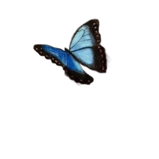 animal, creature, shoes, umbrella transparent PNG cut-out