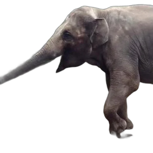 animal, creature, weapon, staff transparent PNG cut-out