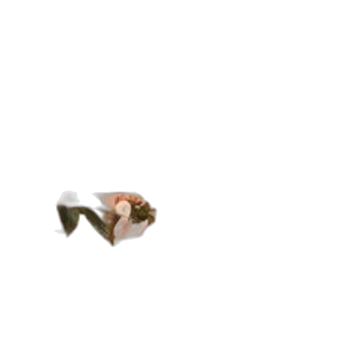 animal, shoes, creature, staff transparent PNG cut-out