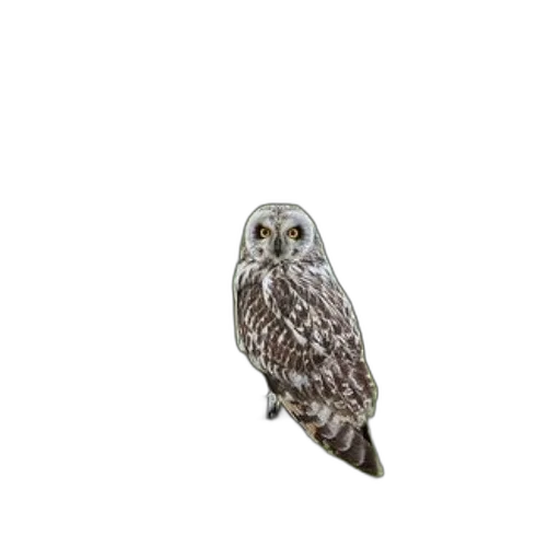 animal, jewelry, staff, creature transparent PNG cut-out