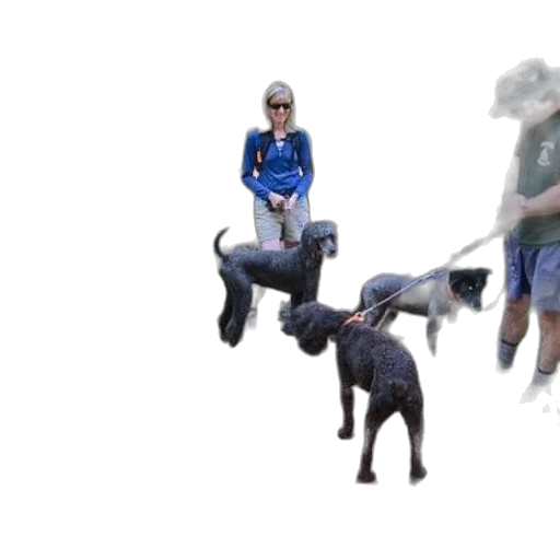 animal, umbrella, creature, staff transparent PNG cut-out