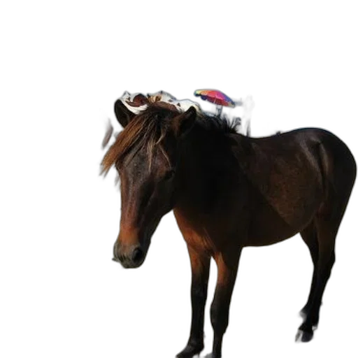 hat, animal, staff, creature transparent PNG cut-out