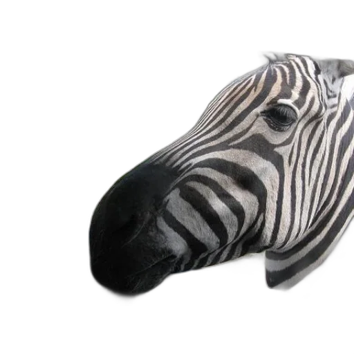mask, animal, creature, shoes transparent PNG cut-out