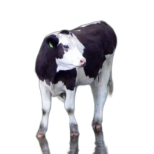 animal, creature, face, robot transparent PNG cut-out
