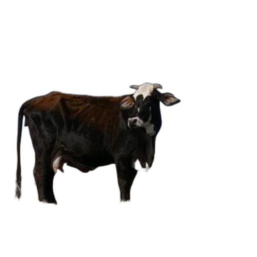 animal, creature, jewelry, food transparent PNG cut-out