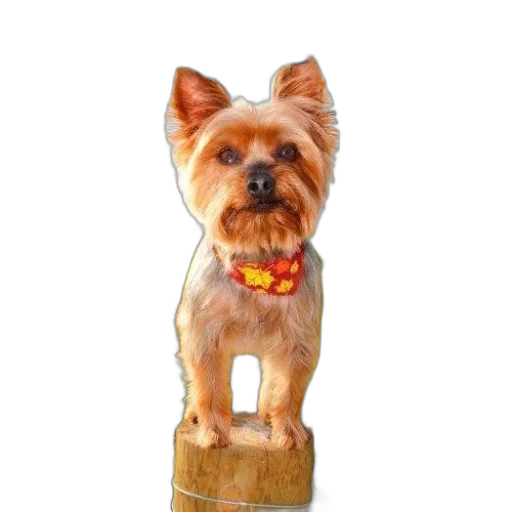 staff, animal, jacket, furniture transparent PNG cut-out