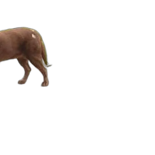 animal, creature, food, staff transparent PNG cut-out