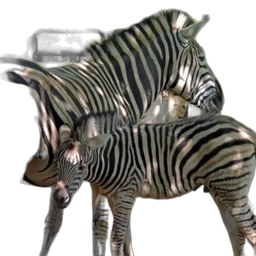 animal, creature, concept art, 3d render transparent PNG cut-out