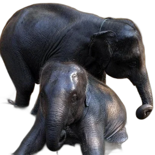 animal, creature, staff, jewelry transparent PNG cut-out