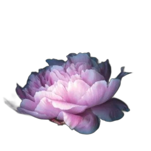 flower, crown, jewelry, staff transparent PNG cut-out