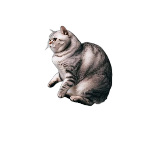 animal, creature, staff, food transparent PNG cut-out