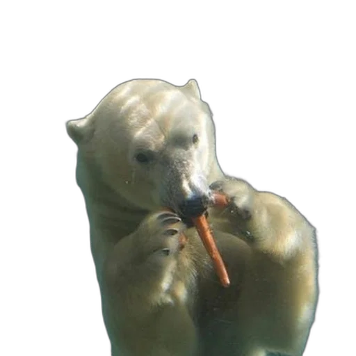 animal, creature, staff, food transparent PNG cut-out