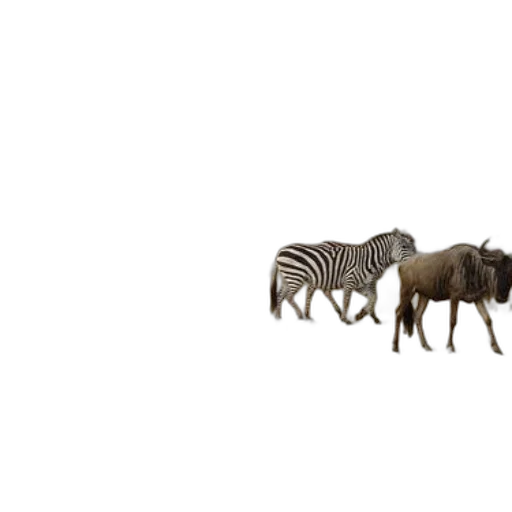 animal, creature, furniture, hair transparent PNG cut-out