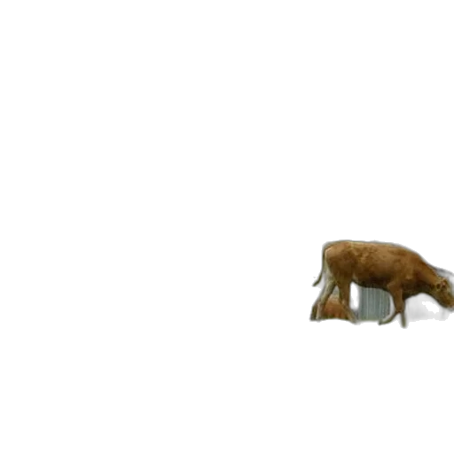 animal, creature, furniture, food transparent PNG cut-out