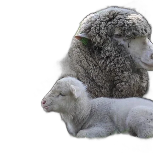 animal, photorealistic, 3d render, mother transparent PNG cut-out