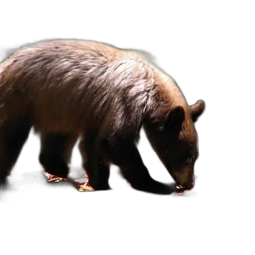 animal, creature, hair, food transparent PNG cut-out
